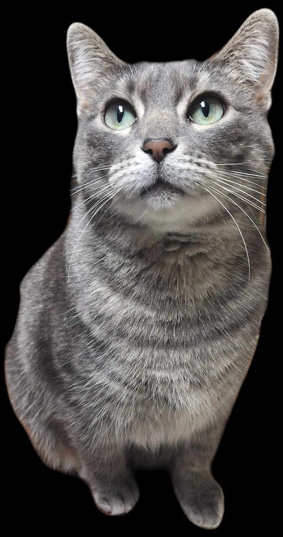 Enlarge Princess Peach, a Adopted Domestic Short Hair in Fargo, ND image 2/5