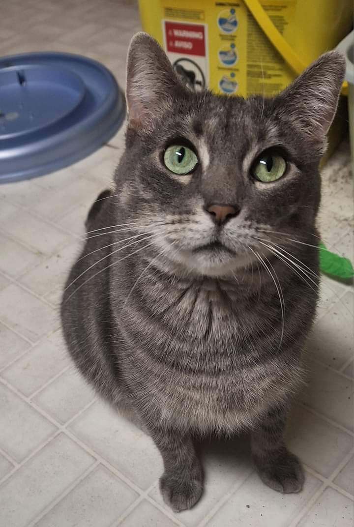 Enlarge Princess Peach, a Adopted Domestic Short Hair in Fargo, ND image 3/5