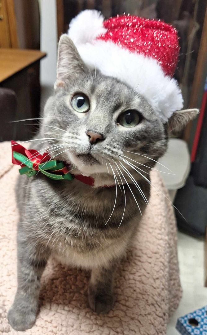 Enlarge Princess Peach, a Adopted Domestic Short Hair in Fargo, ND image 4/5