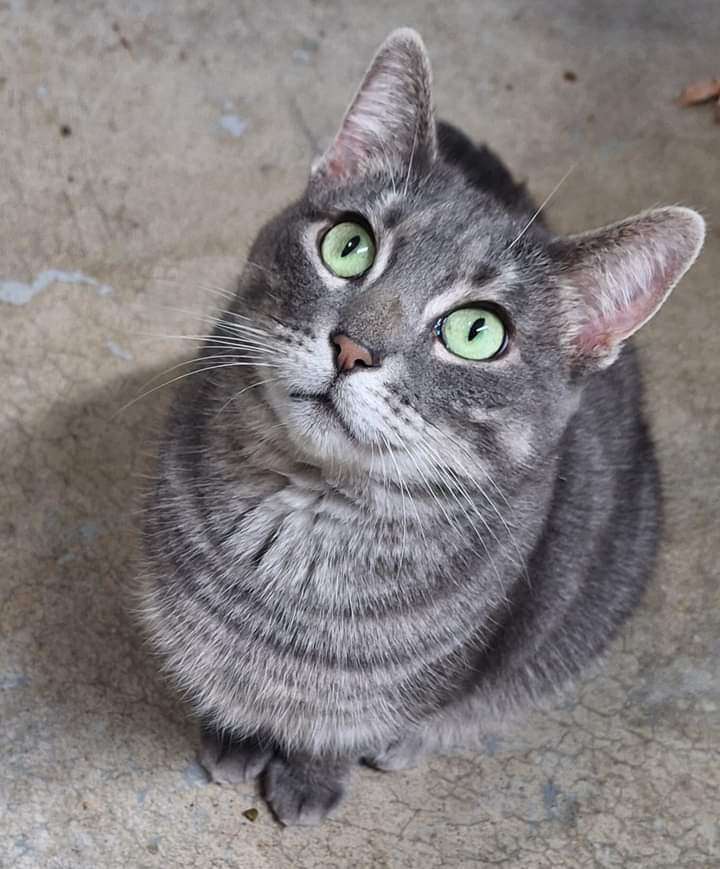 Princess Peach, Adopted, Adult Female Domestic Short Hair.