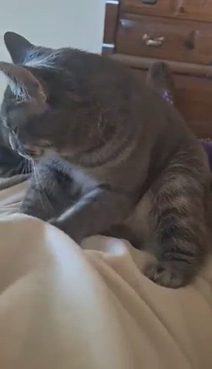 Enlarge Princess Peach, a Adopted Domestic Short Hair in Fargo, ND video 5/5