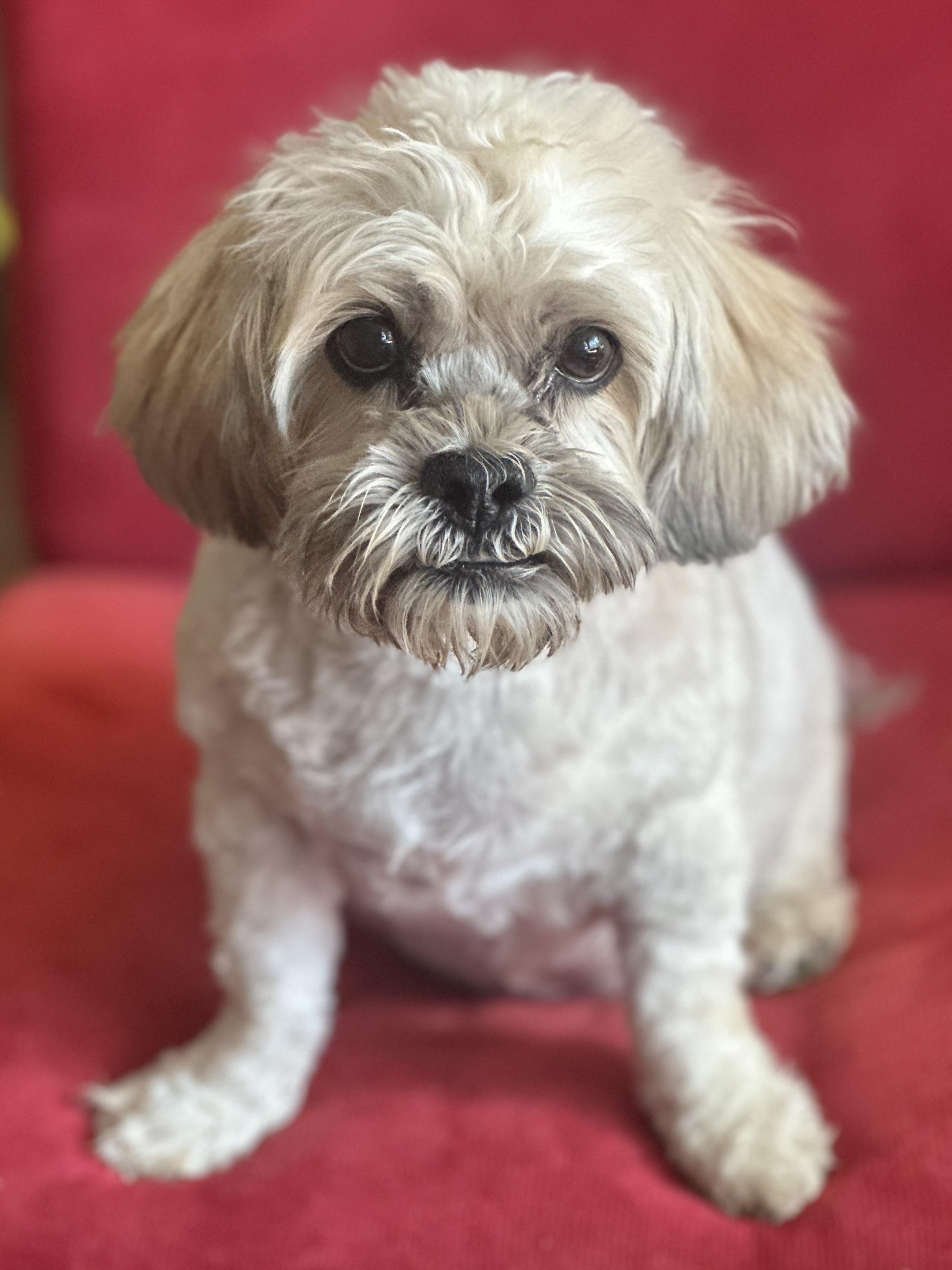 Leona, a Adoptable mixed breed in Agua Dulce, CA image 2/4