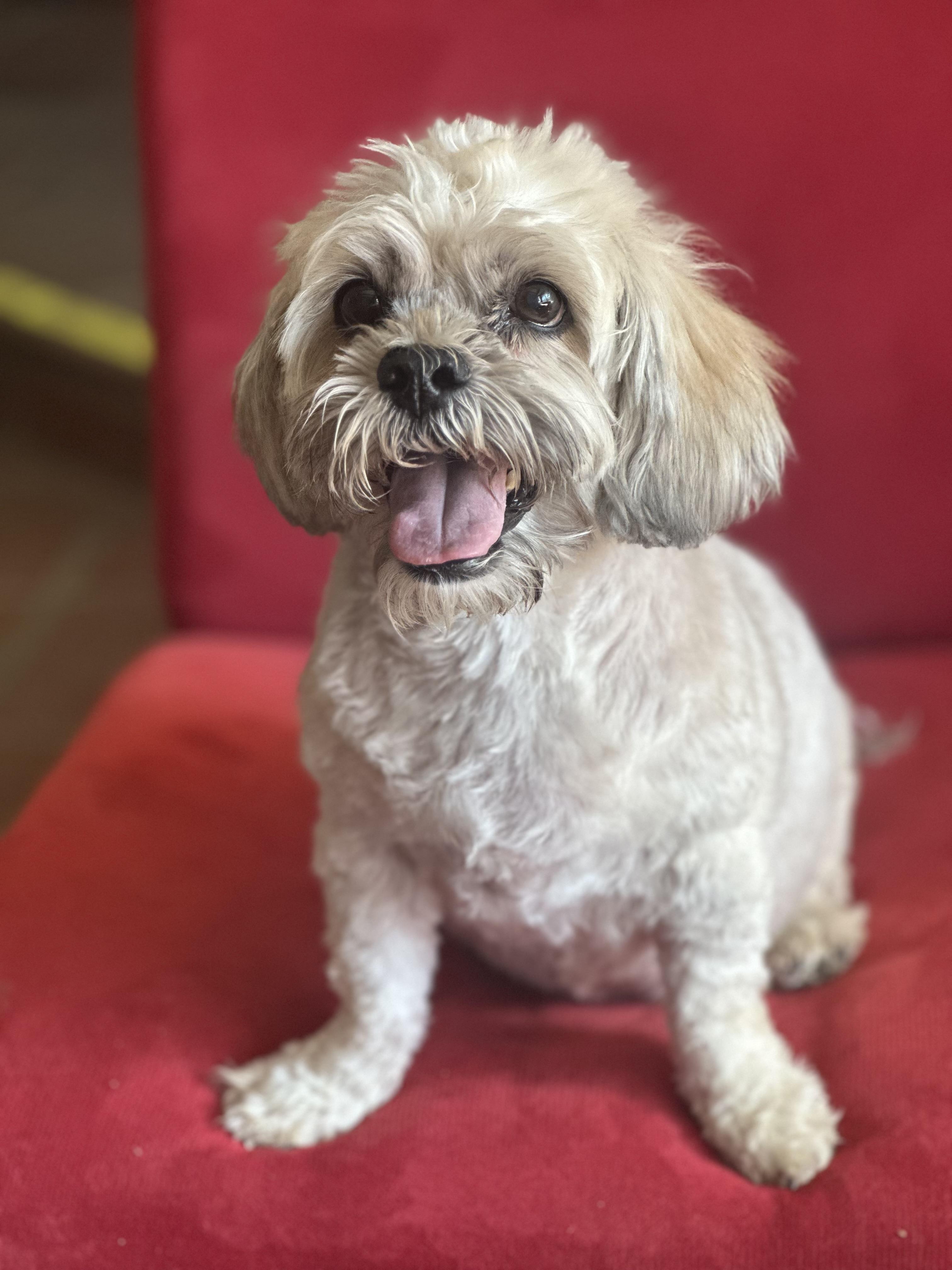 Leona, a Adoptable mixed breed in Agua Dulce, CA image 3/4