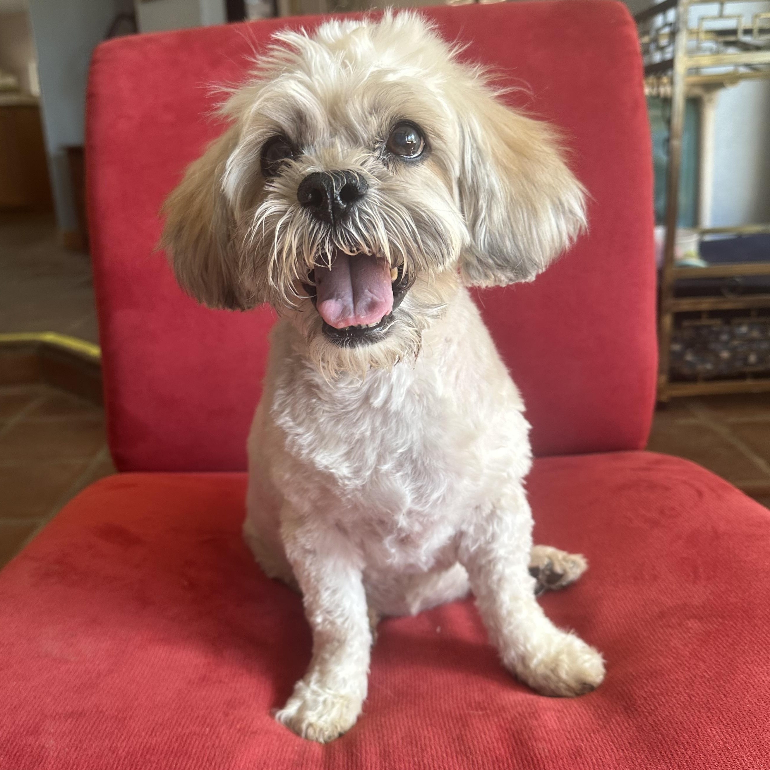 Leona, a Adoptable mixed breed in Agua Dulce, CA image 4/4