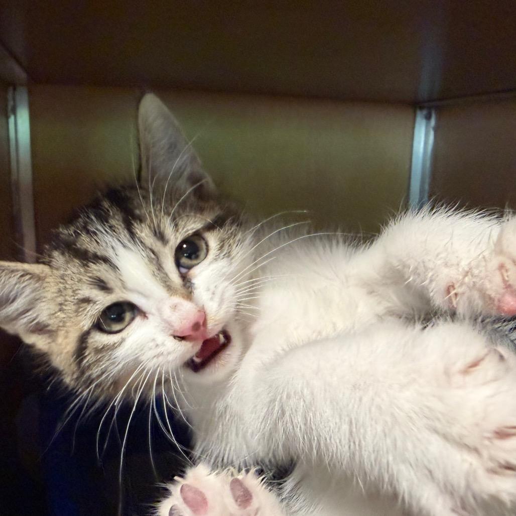 Betta, Adoptable, Kitten Male Domestic Short Hair.