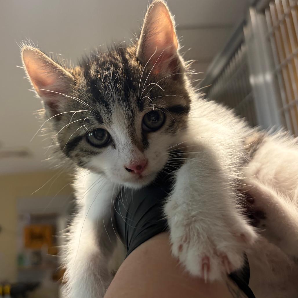 Betta, a Adoptable Domestic Short Hair in Chesapeake, VA image 2/2