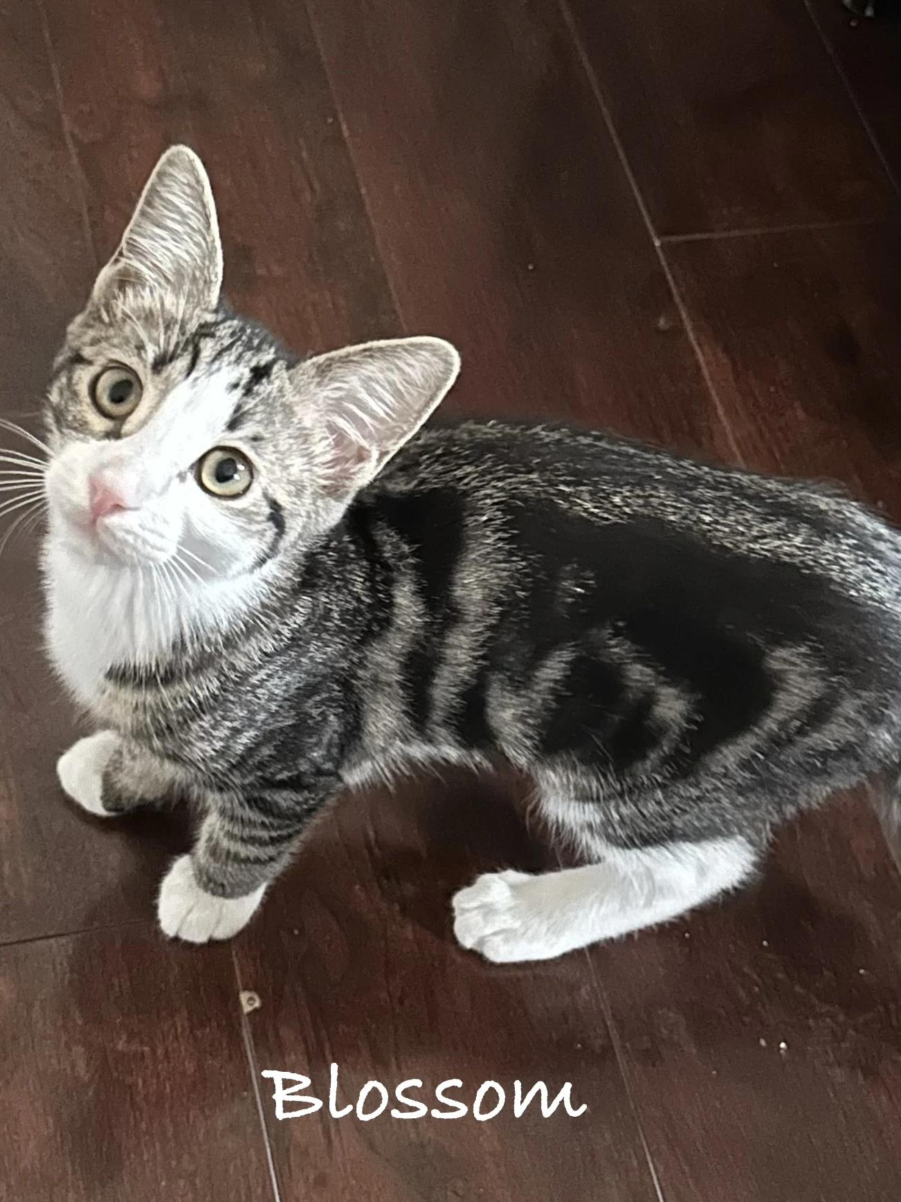 Blossom, Adoptable, Young Female Domestic Short Hair.