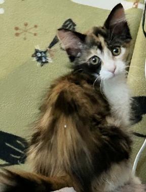 Evangeline Q, Baby Female Domestic Medium Hair