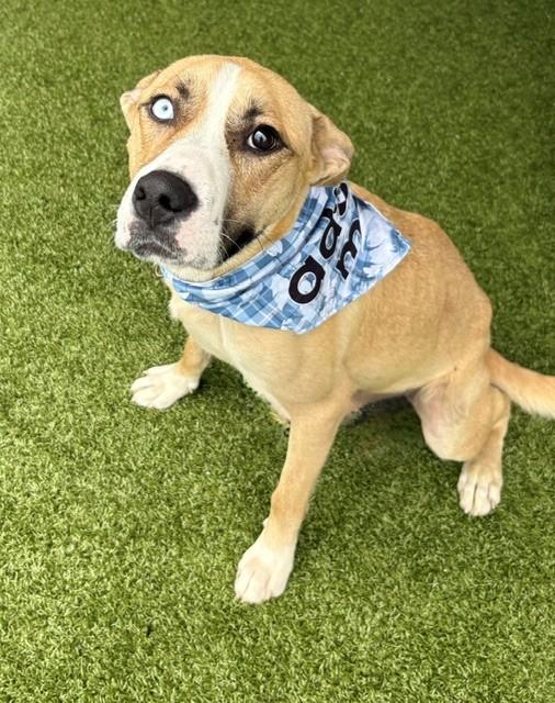 Enlarge Betsy Johnson , a ADOPTABLE Shepherd in Fayetteville, AR image 4/6