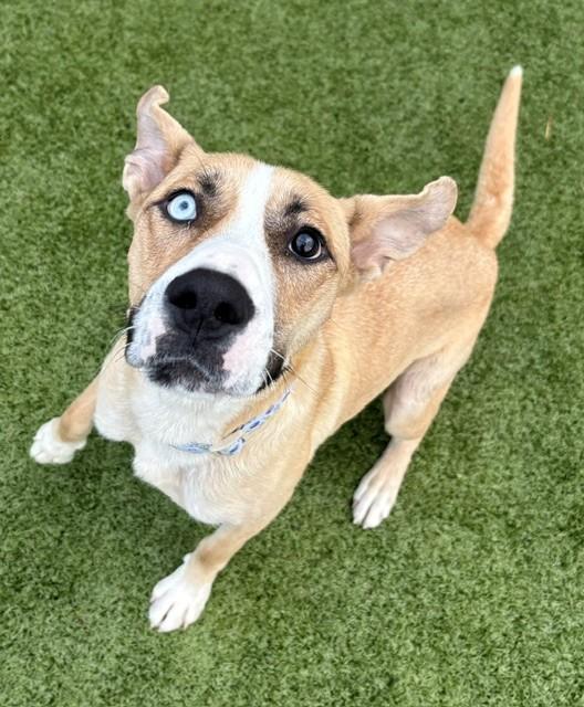 Enlarge Betsy Johnson , a ADOPTABLE Shepherd in Fayetteville, AR image 5/6