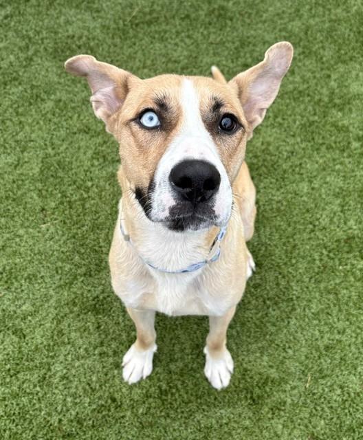 Enlarge Betsy Johnson , a ADOPTABLE Shepherd in Fayetteville, AR image 1/6