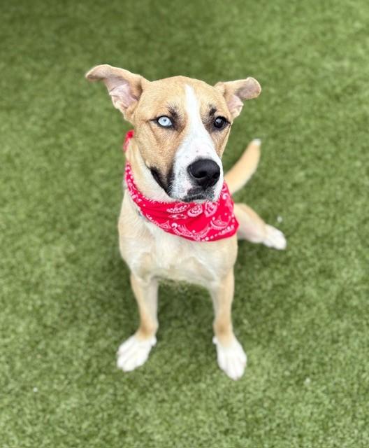 Enlarge Betsy Johnson , a ADOPTABLE Shepherd in Fayetteville, AR image 6/6
