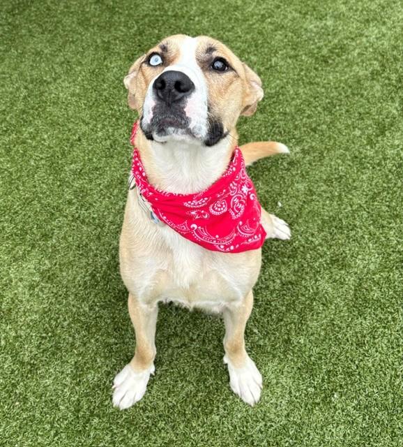 Enlarge Betsy Johnson , a ADOPTABLE Shepherd in Fayetteville, AR image 2/6