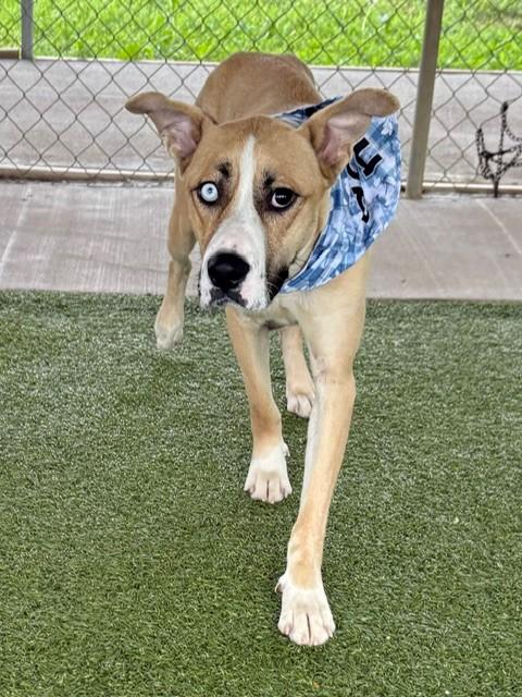 Enlarge Betsy Johnson , a ADOPTABLE Shepherd in Fayetteville, AR image 3/6
