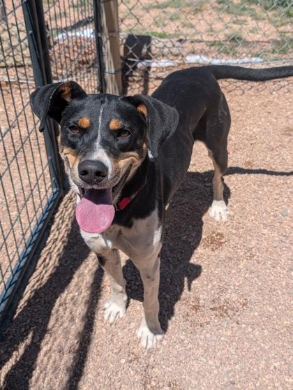 Pixie, Adoptable, Young Female Black and Tan Coonhound & Mixed Breed.