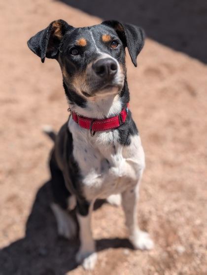 Pixie, a Adoptable mixed breed in Divide, CO image 2/3