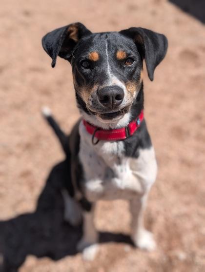 Pixie, a Adoptable mixed breed in Divide, CO image 3/3