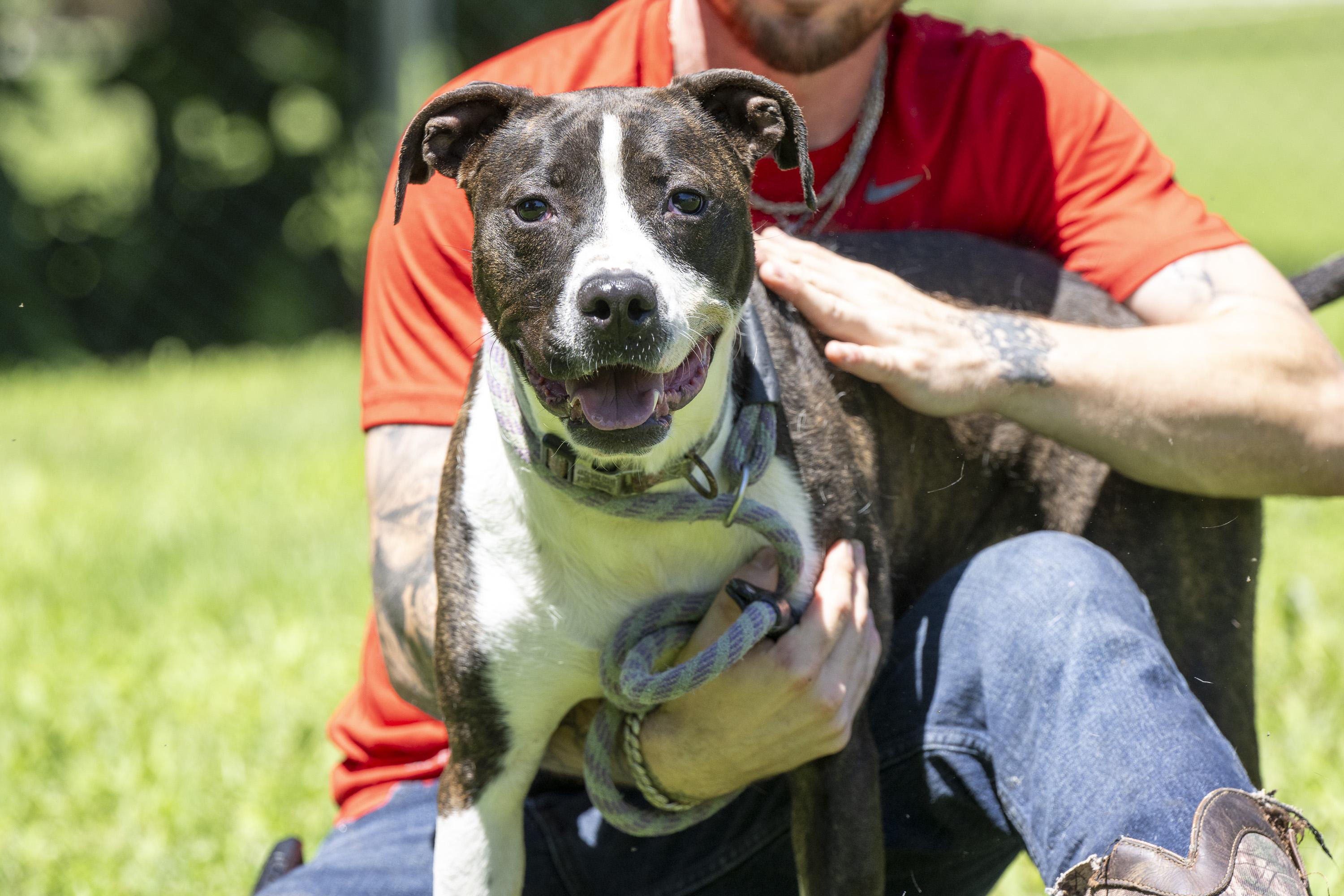 Enlarge Angel Girl, a ADOPTABLE Mixed Breed in Terre Haute, IN image 2/3