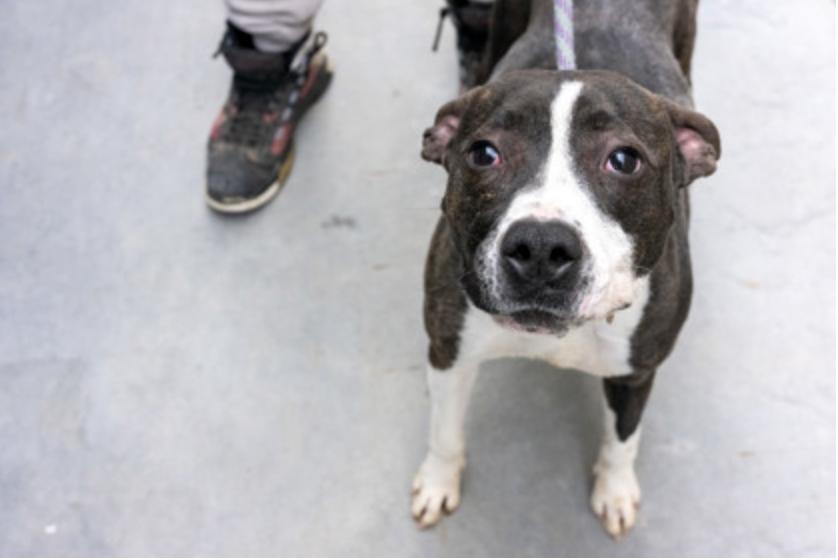 Angel Girl, a ADOPTABLE Mixed Breed in Terre Haute, IN image 1/3