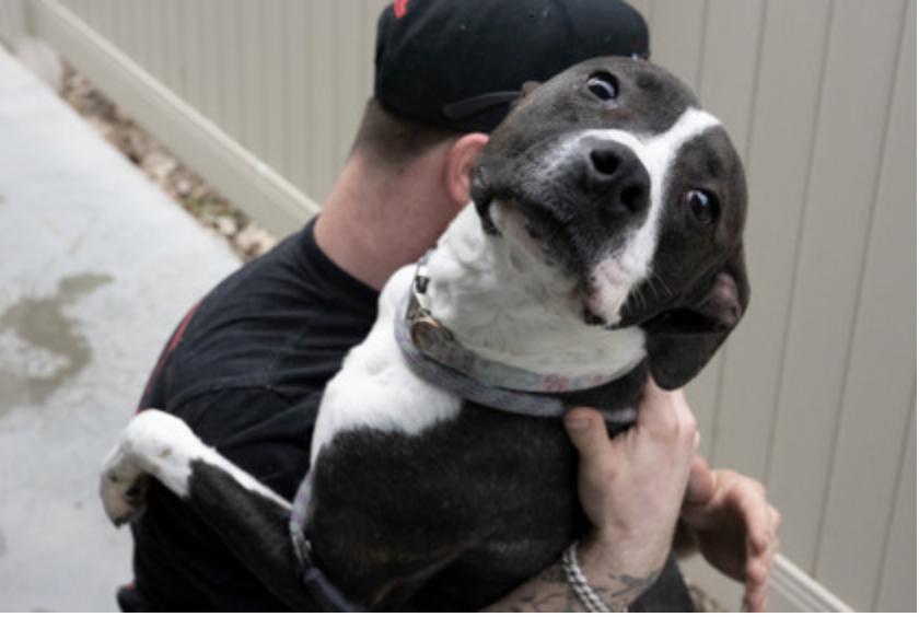 Angel Girl, a ADOPTABLE Mixed Breed in Terre Haute, IN image 3/3