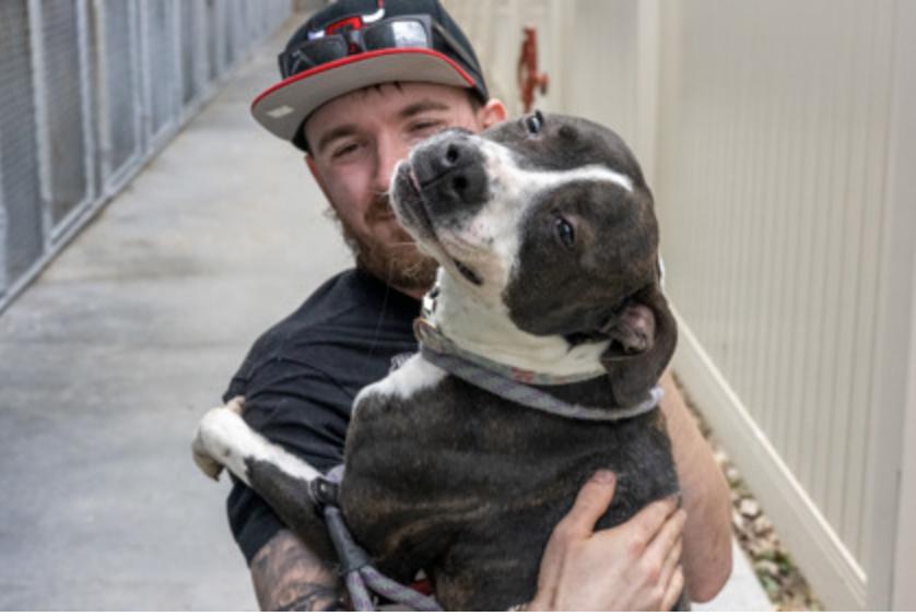 Angel Girl, a ADOPTABLE Mixed Breed in Terre Haute, IN image 2/3
