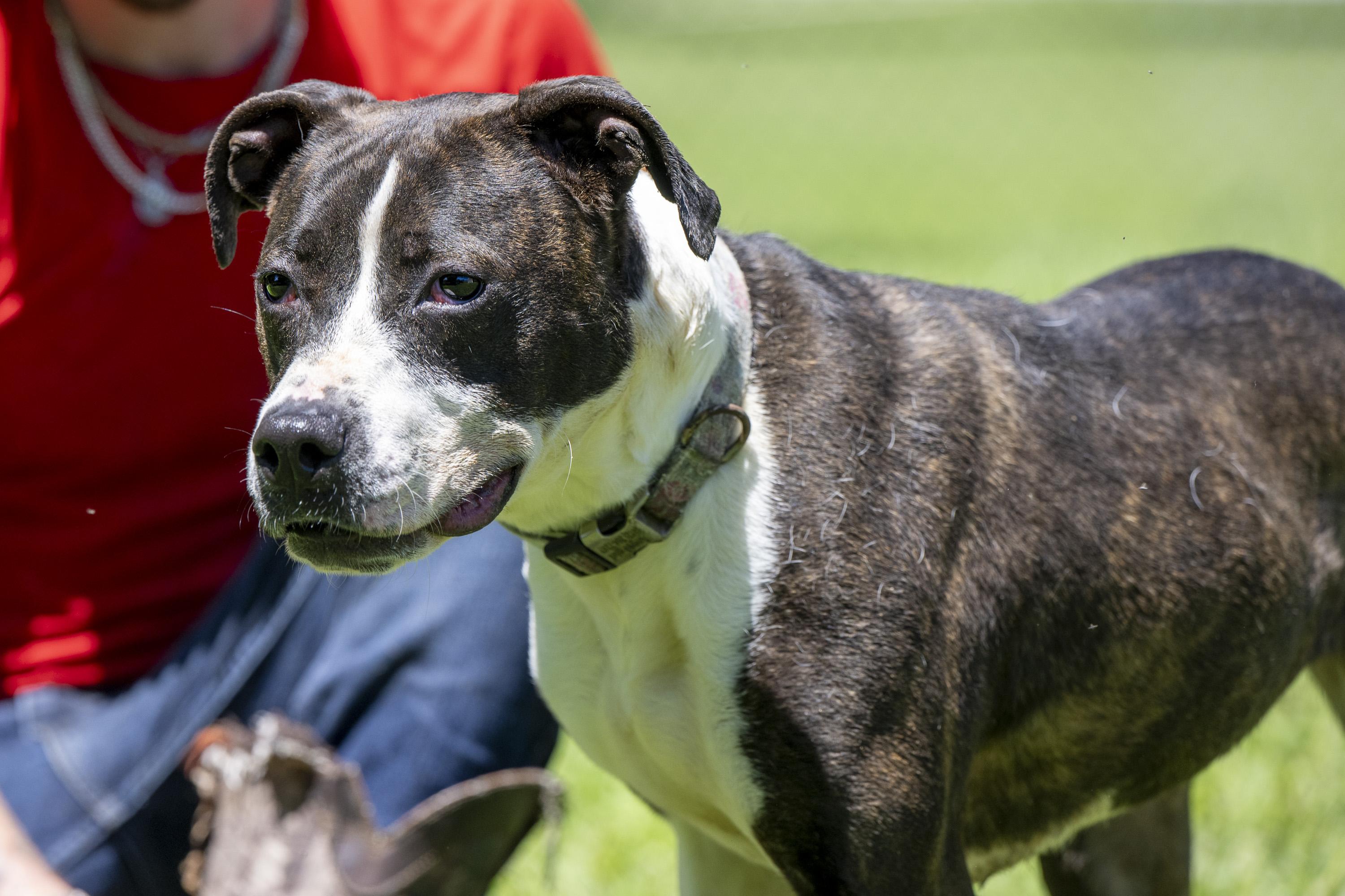 Enlarge Angel Girl, a ADOPTABLE Mixed Breed in Terre Haute, IN image 1/3
