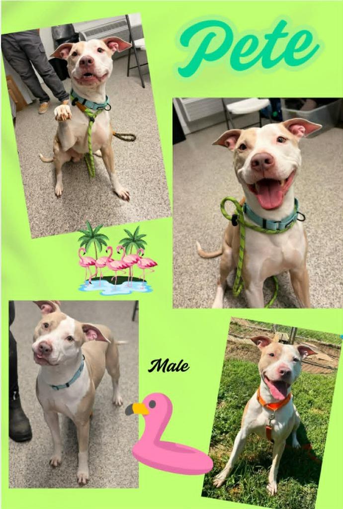Enlarge Pete, a Adoptable Pit Bull Terrier in Blountville, TN image 1/1