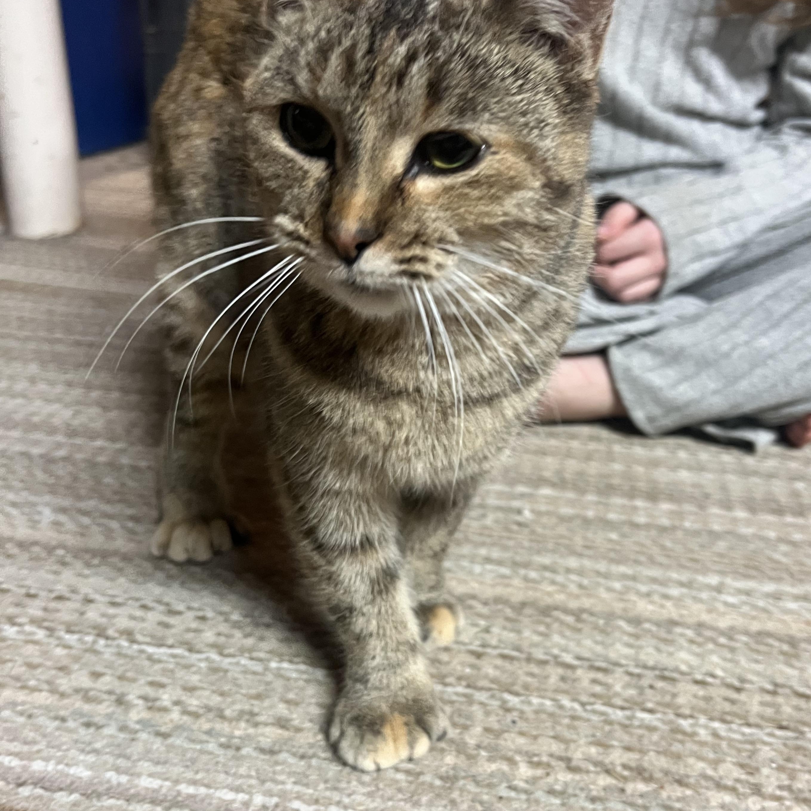 Mocha, Adoptable, Young Female Tortoiseshell.