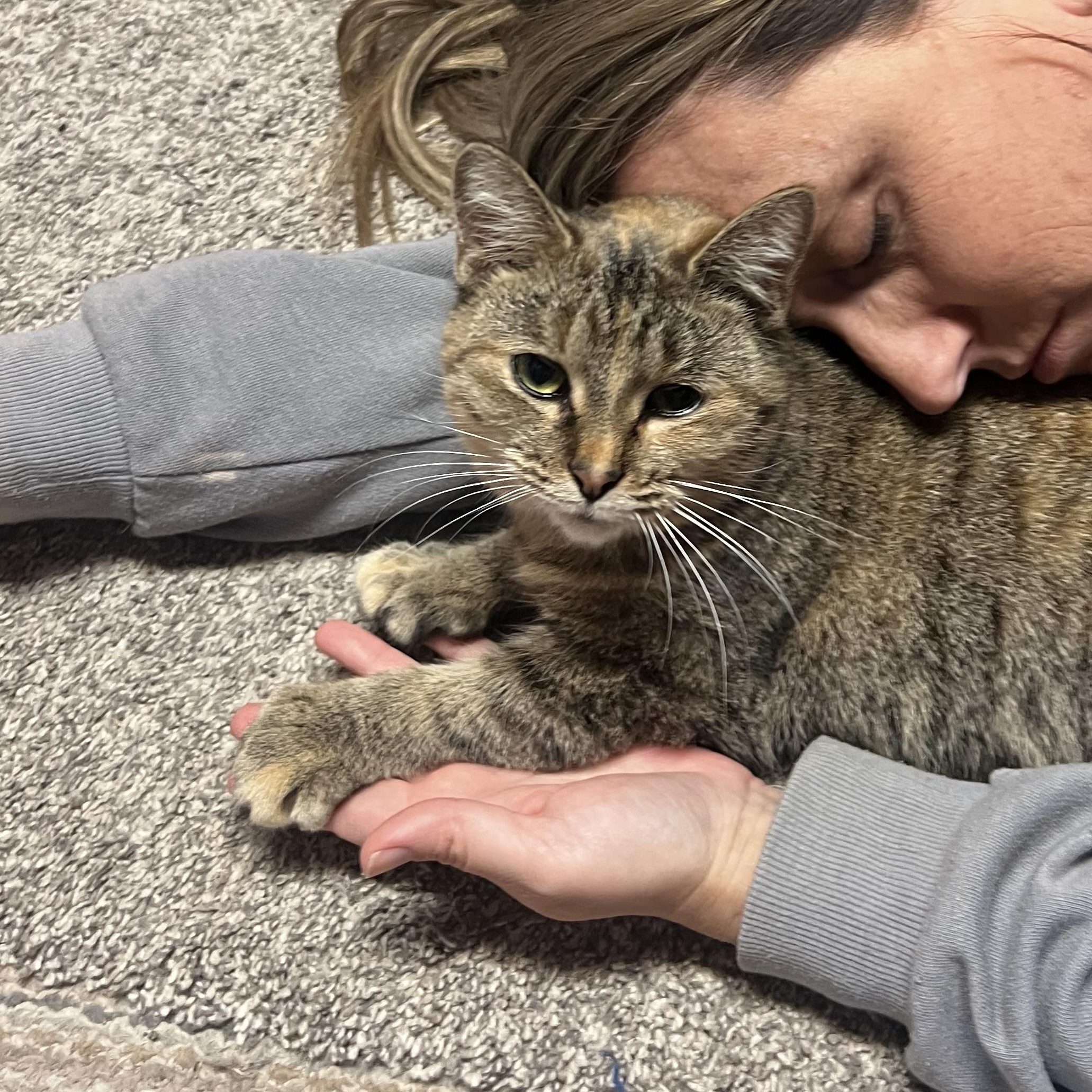 Enlarge Mocha, a Adoptable Tortoiseshell in Howell, MI image 3/6