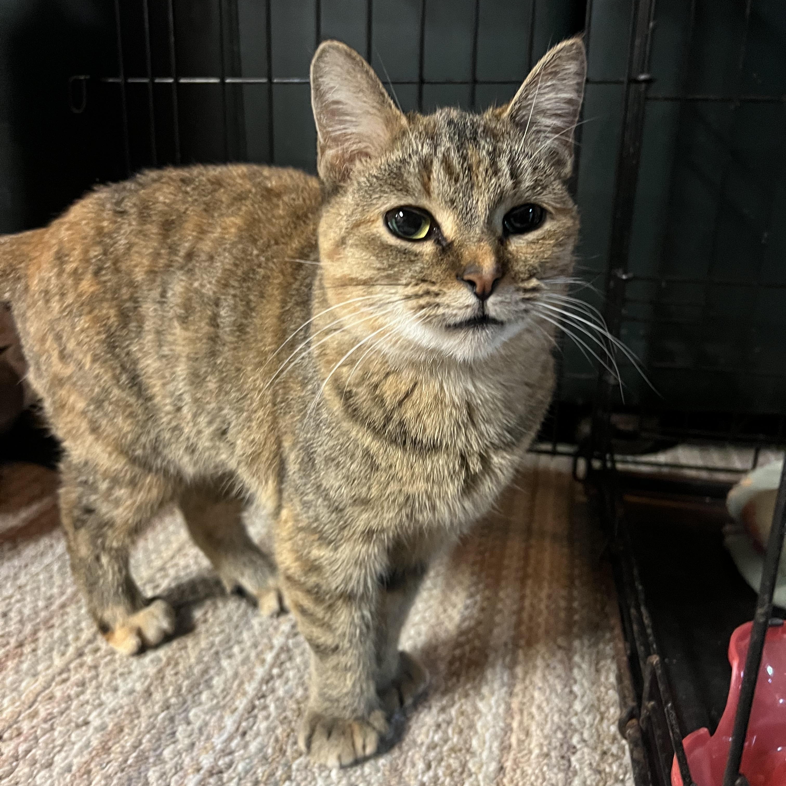 Enlarge Mocha, a Adoptable Tortoiseshell in Howell, MI image 6/6