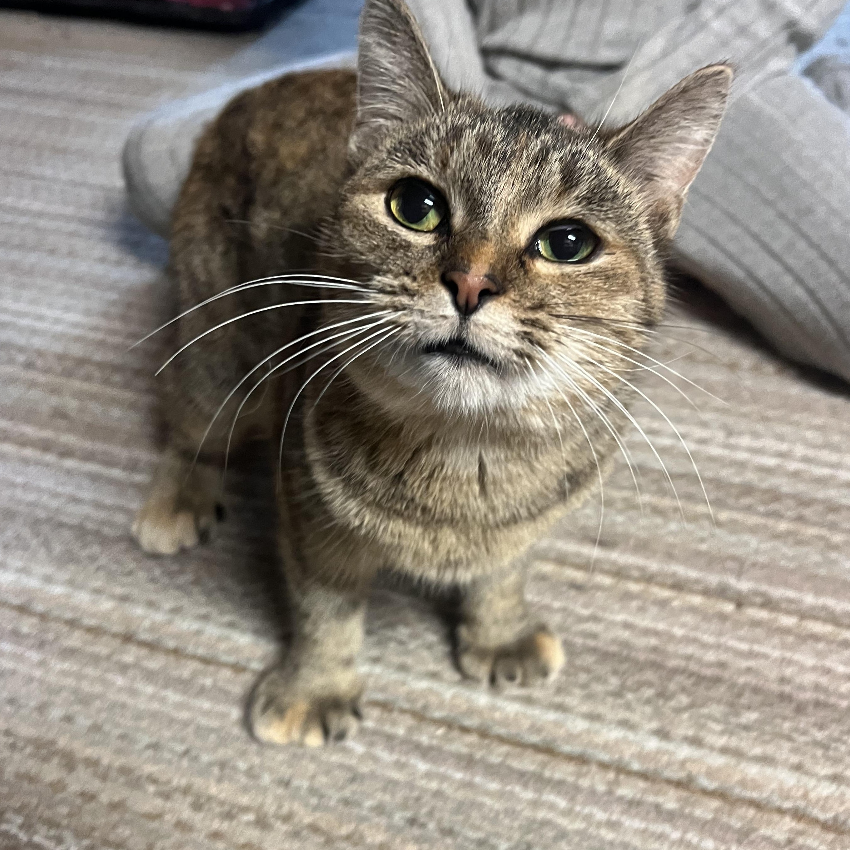 Enlarge Mocha, a Adoptable Tortoiseshell in Howell, MI image 5/6