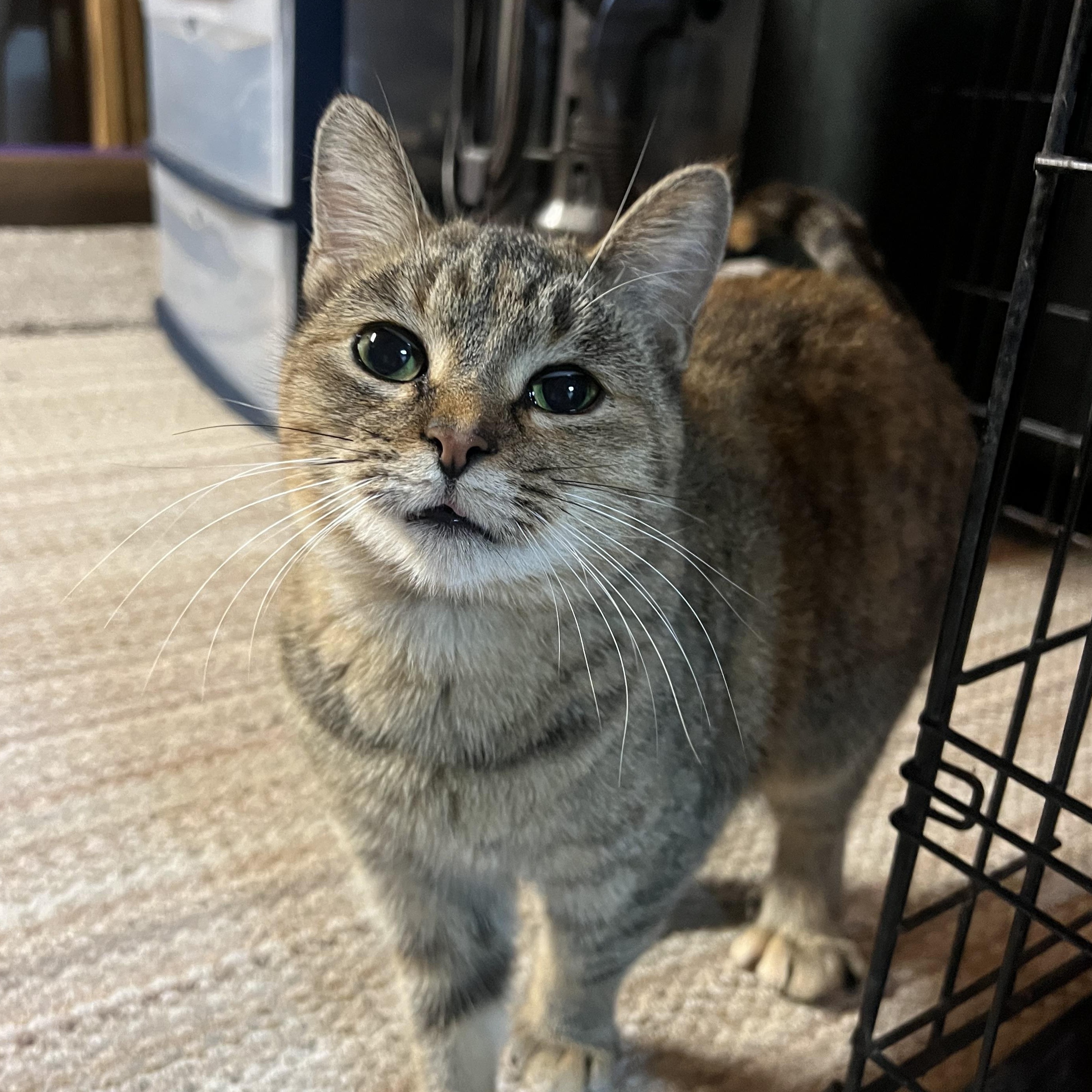 Mocha, Adoptable, Young Female Tortoiseshell.