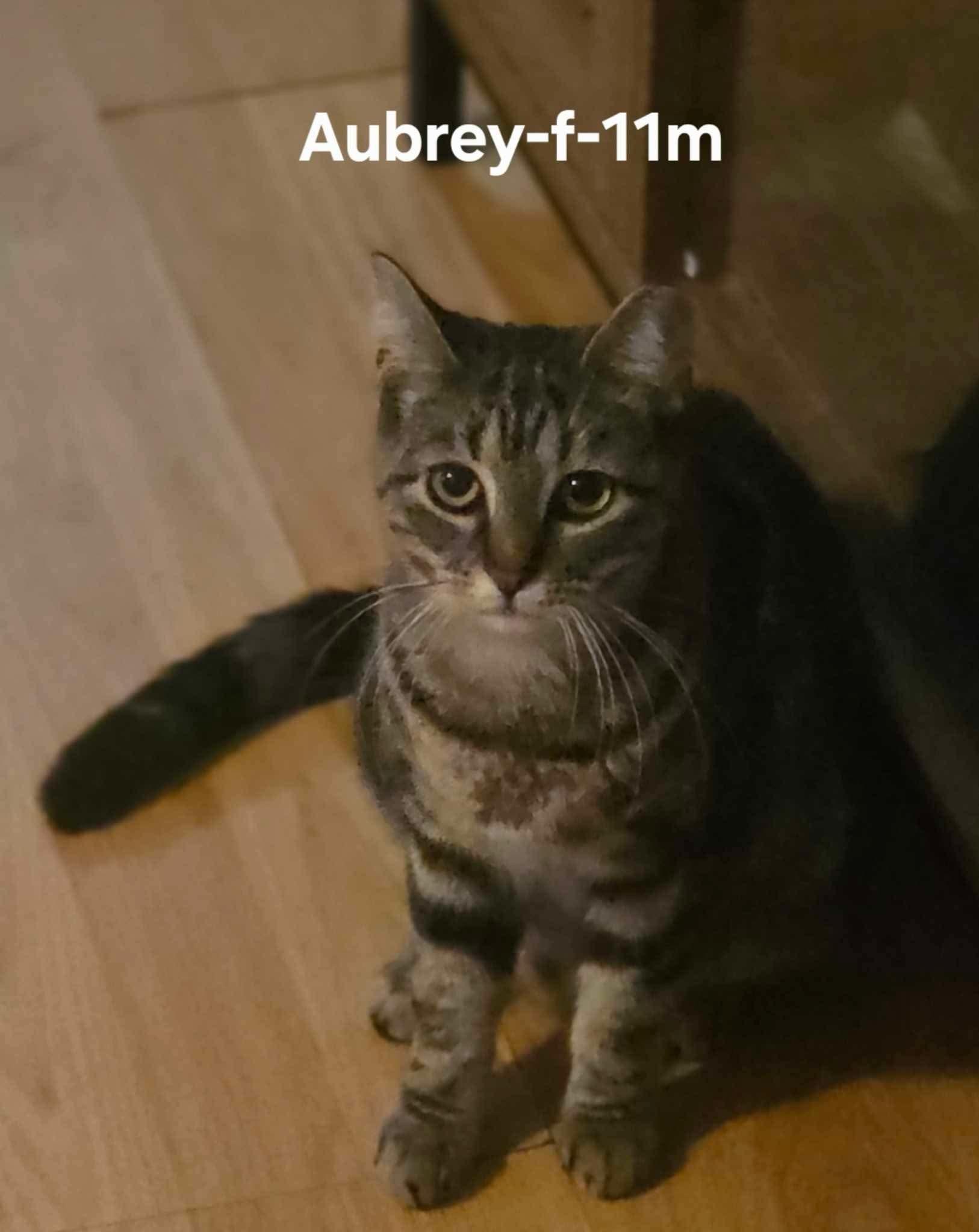 Enlarge Aubrey, a Adoptable Domestic Short Hair in Clymer, PA image 1/1