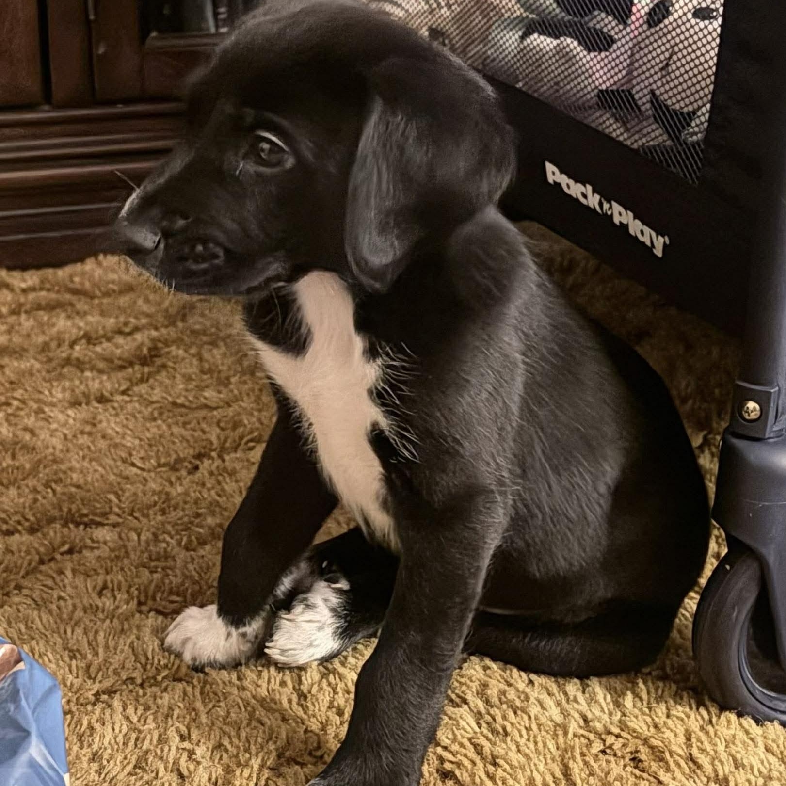 Enlarge Daryl, an adopted mixed breed in Rochester, NY image 3/4