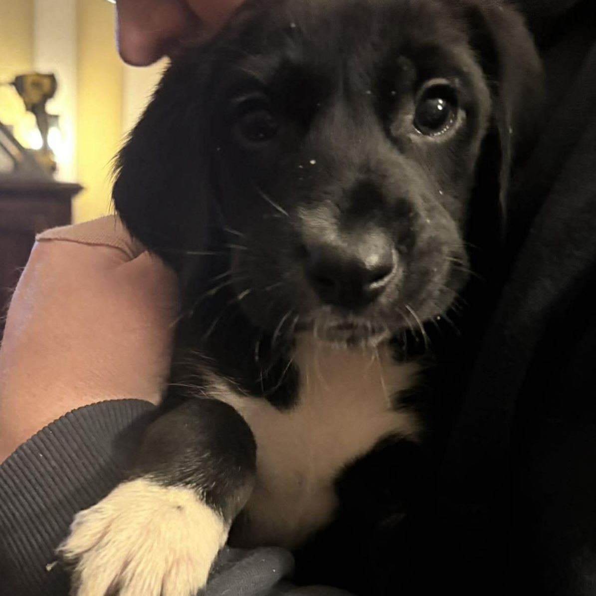 Enlarge Daryl, an adopted mixed breed in Rochester, NY image 1/4