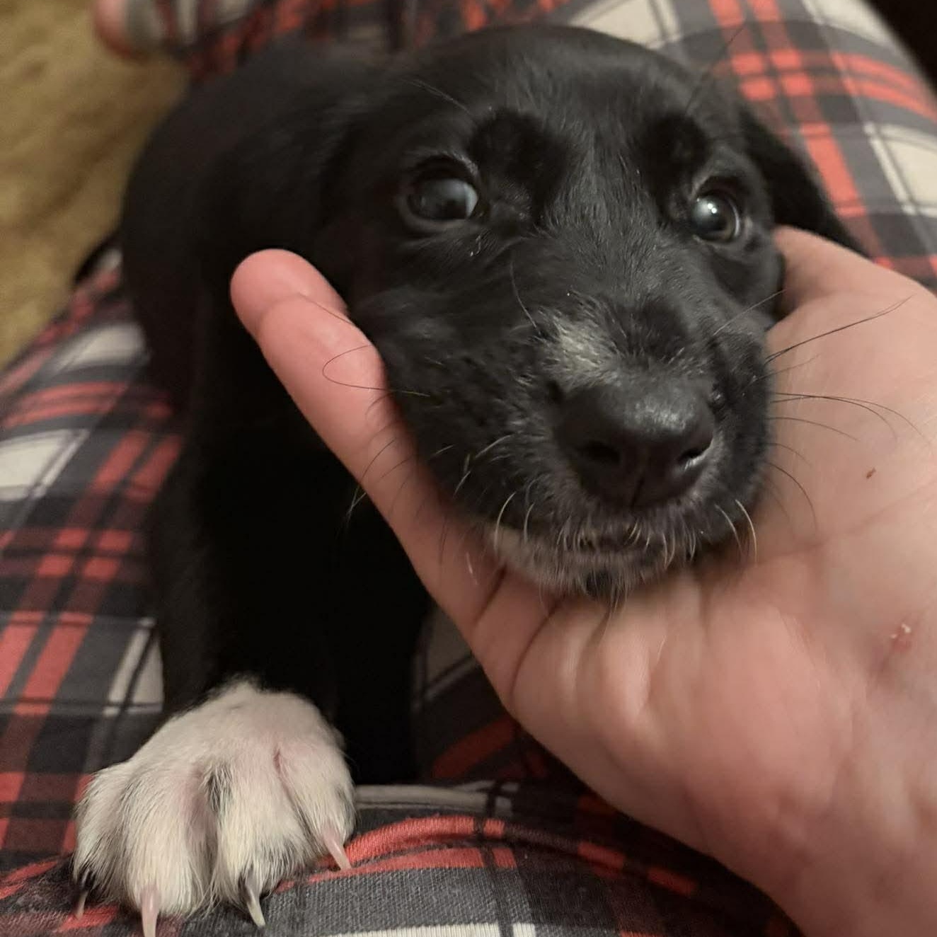 Enlarge Daryl, an adopted mixed breed in Rochester, NY image 2/4