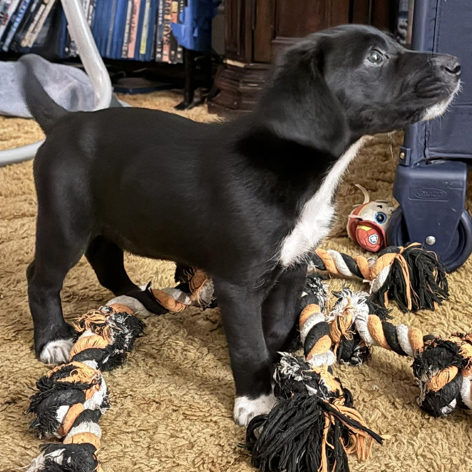 Enlarge Daryl, an adopted mixed breed in Rochester, NY image 4/4