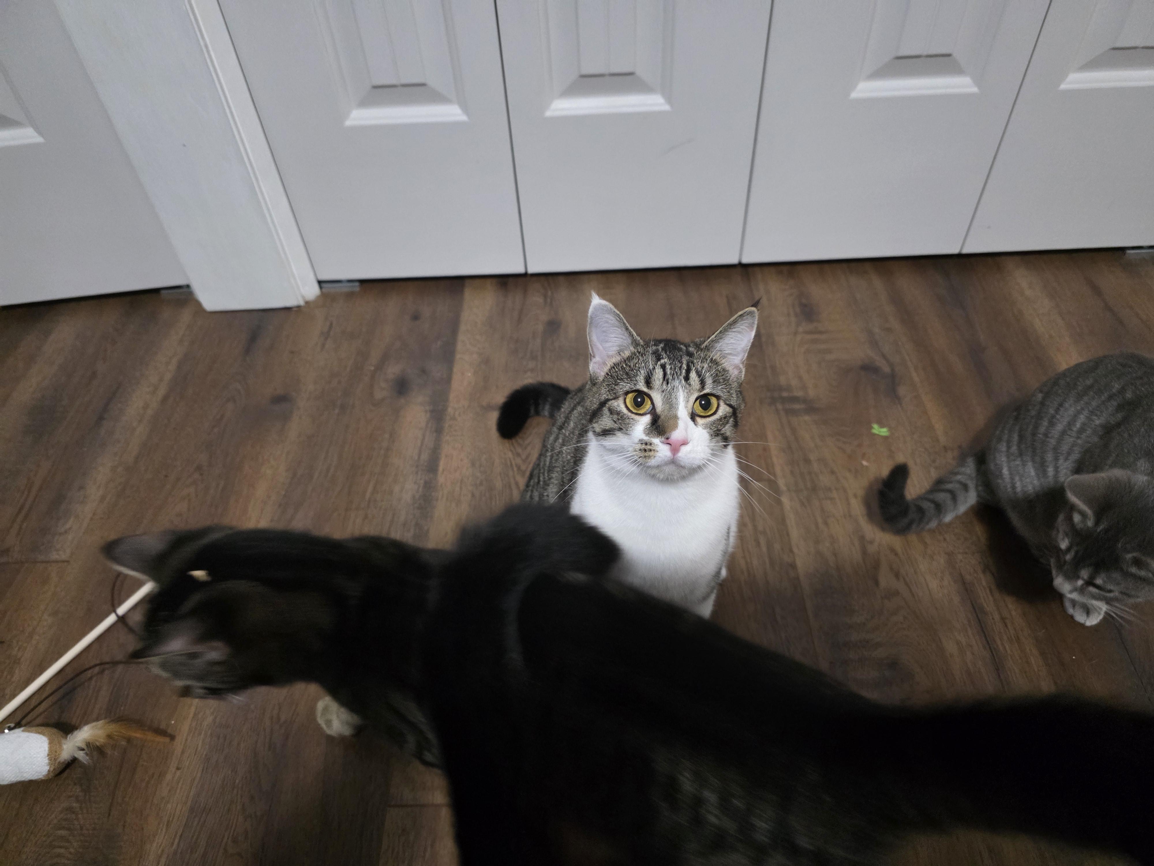 Enlarge Shirley, a Adoptable Domestic Medium Hair in Southbridge , MA image 3/6