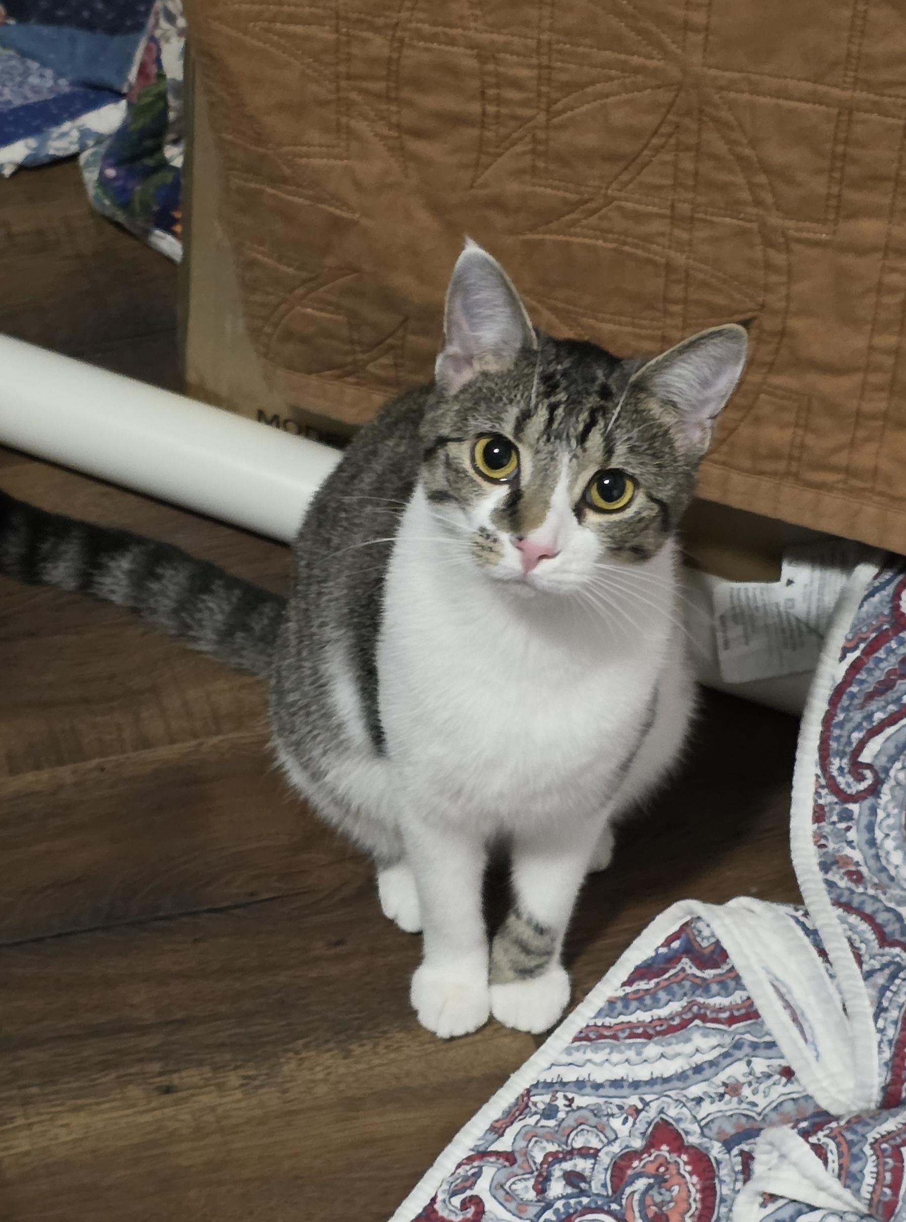 Shirley (MA), Adoptable, Young Female Domestic Medium Hair.