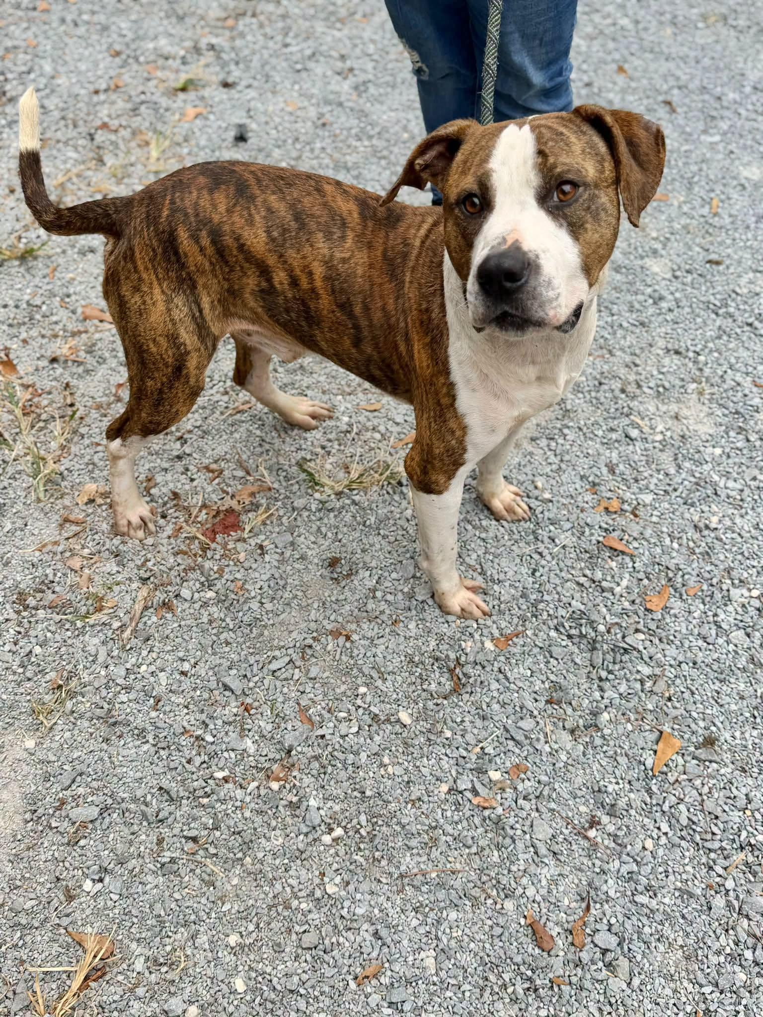 Field, Adoptable, Adult Male American Bulldog.