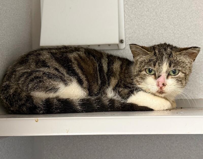 Enlarge Pinky, a Adoptable Domestic Short Hair in Osseo, MI image 1/1