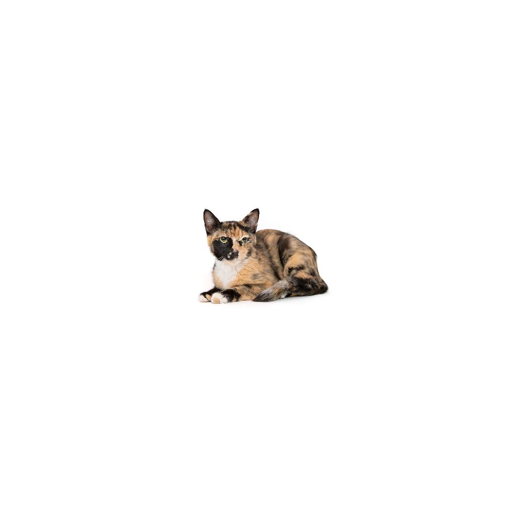 Mary Jane, Adoptable, Adult Female Domestic Short Hair.