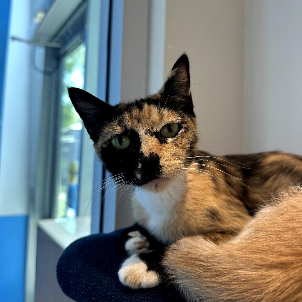 Mary Jane, a Adoptable Domestic Short Hair in Playa Vista, CA image 2/2