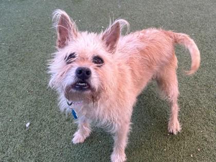 Enlarge Minnie, a Adoptable mixed breed in Phoenix, AZ image 2/3