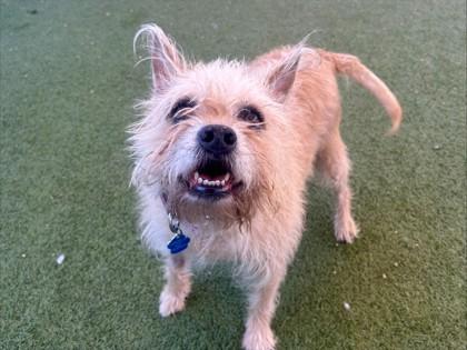 Enlarge Minnie, a Adoptable mixed breed in Phoenix, AZ image 3/3