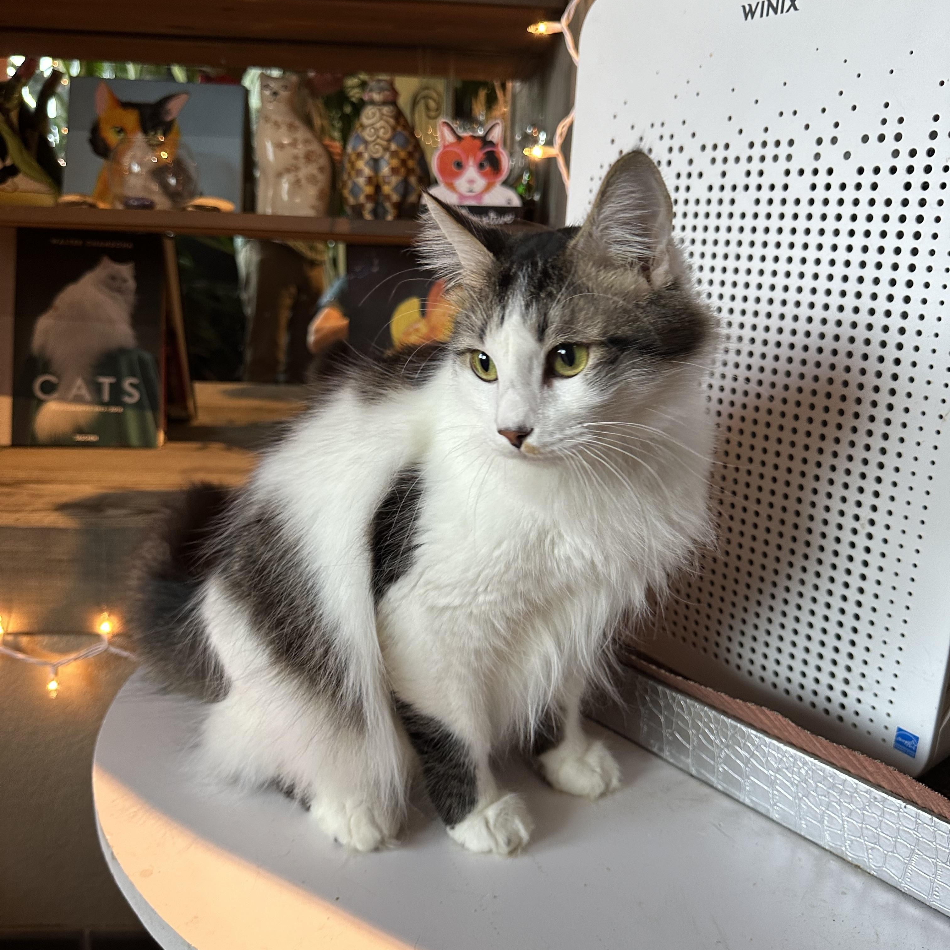 Yani, an adopted Domestic Long Hair in Pomona, CA image 1/6