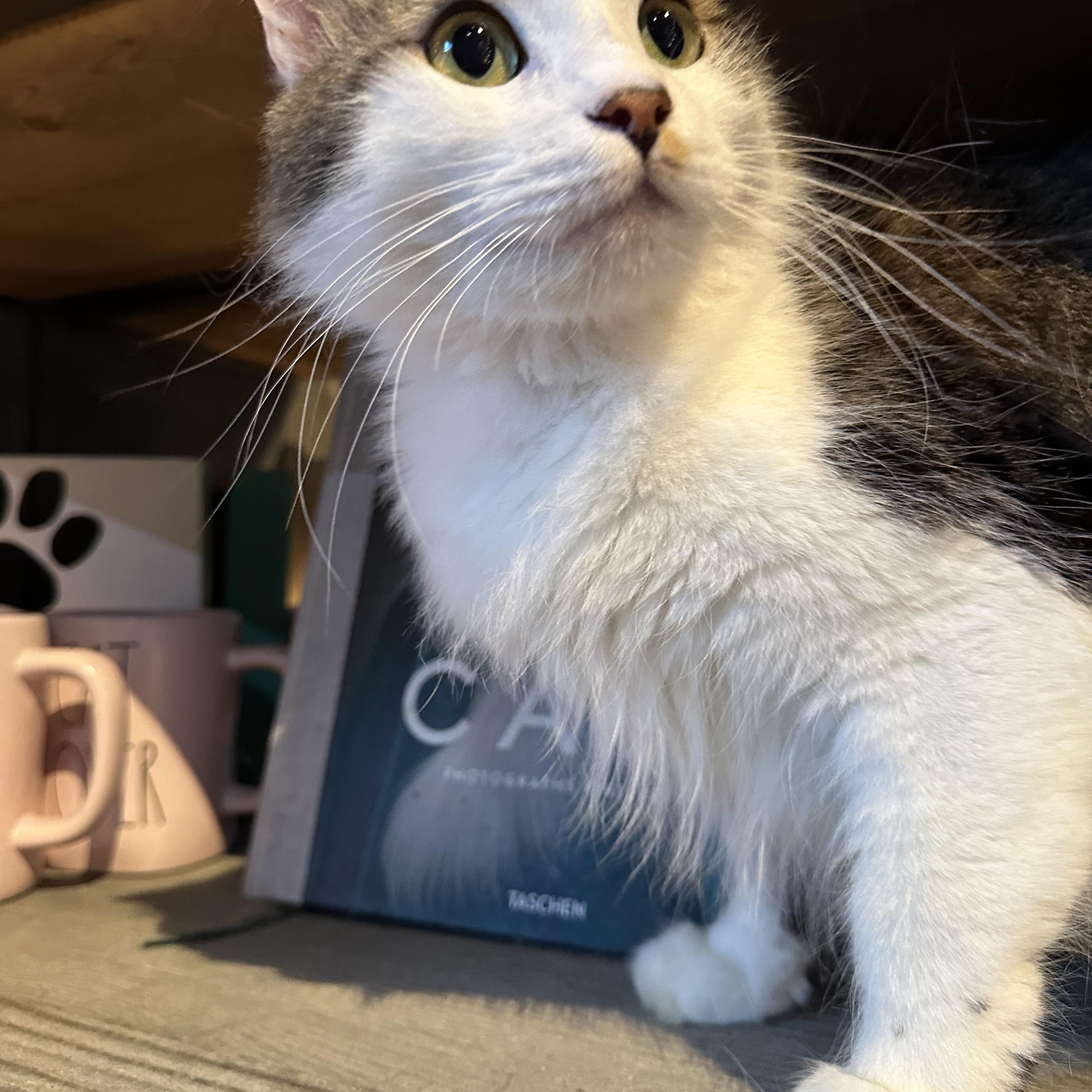 Yani, an adopted Domestic Long Hair in Pomona, CA image 2/6