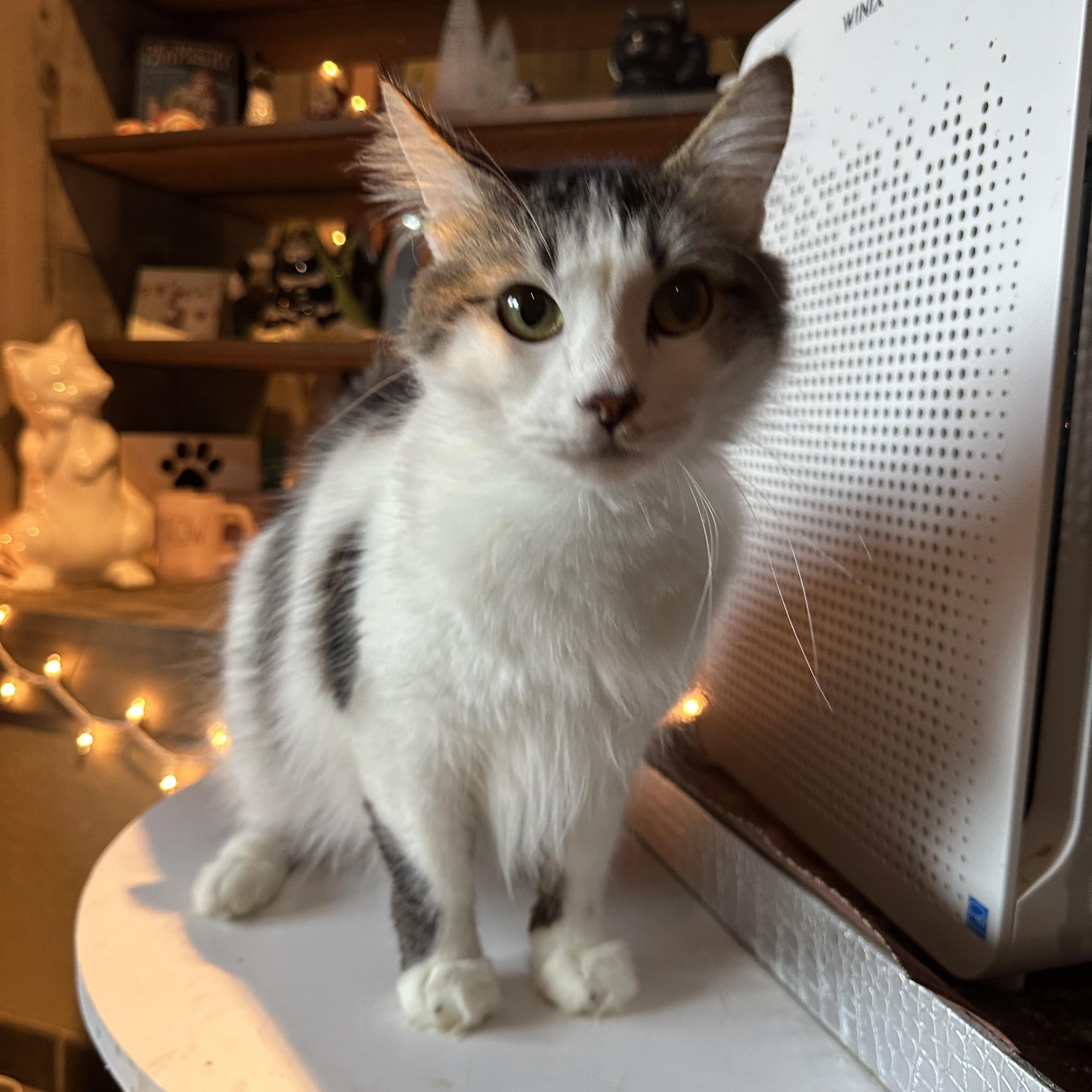 Yani, an adopted Domestic Long Hair in Pomona, CA image 3/6