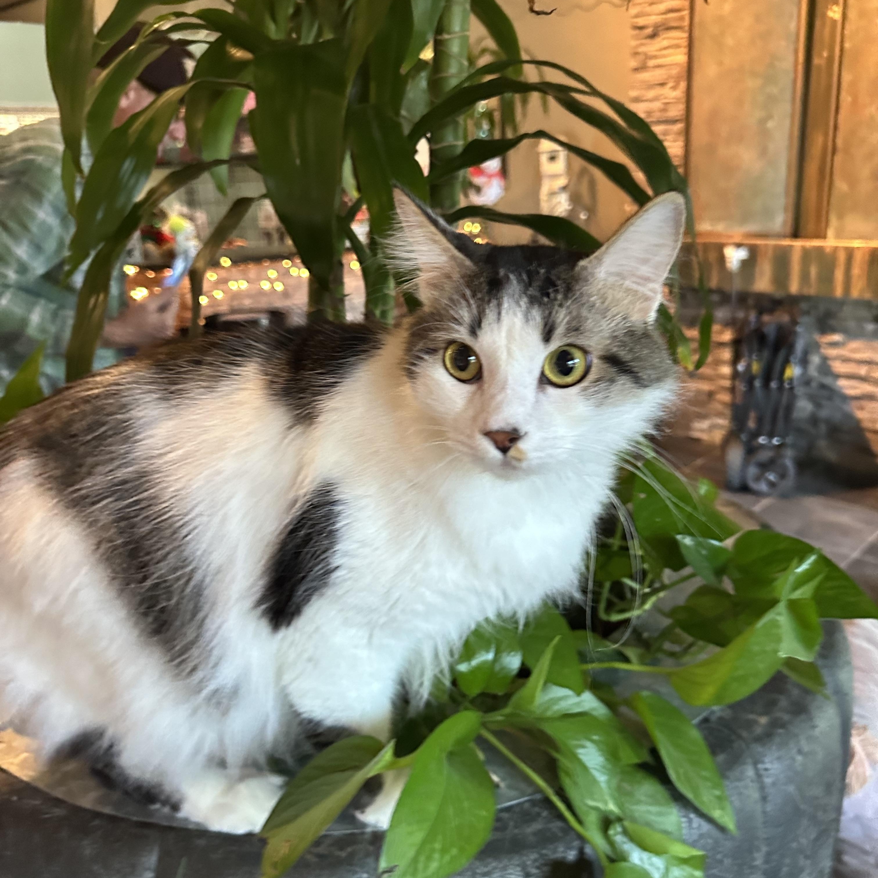 Yani, an adopted Domestic Long Hair in Pomona, CA image 4/6