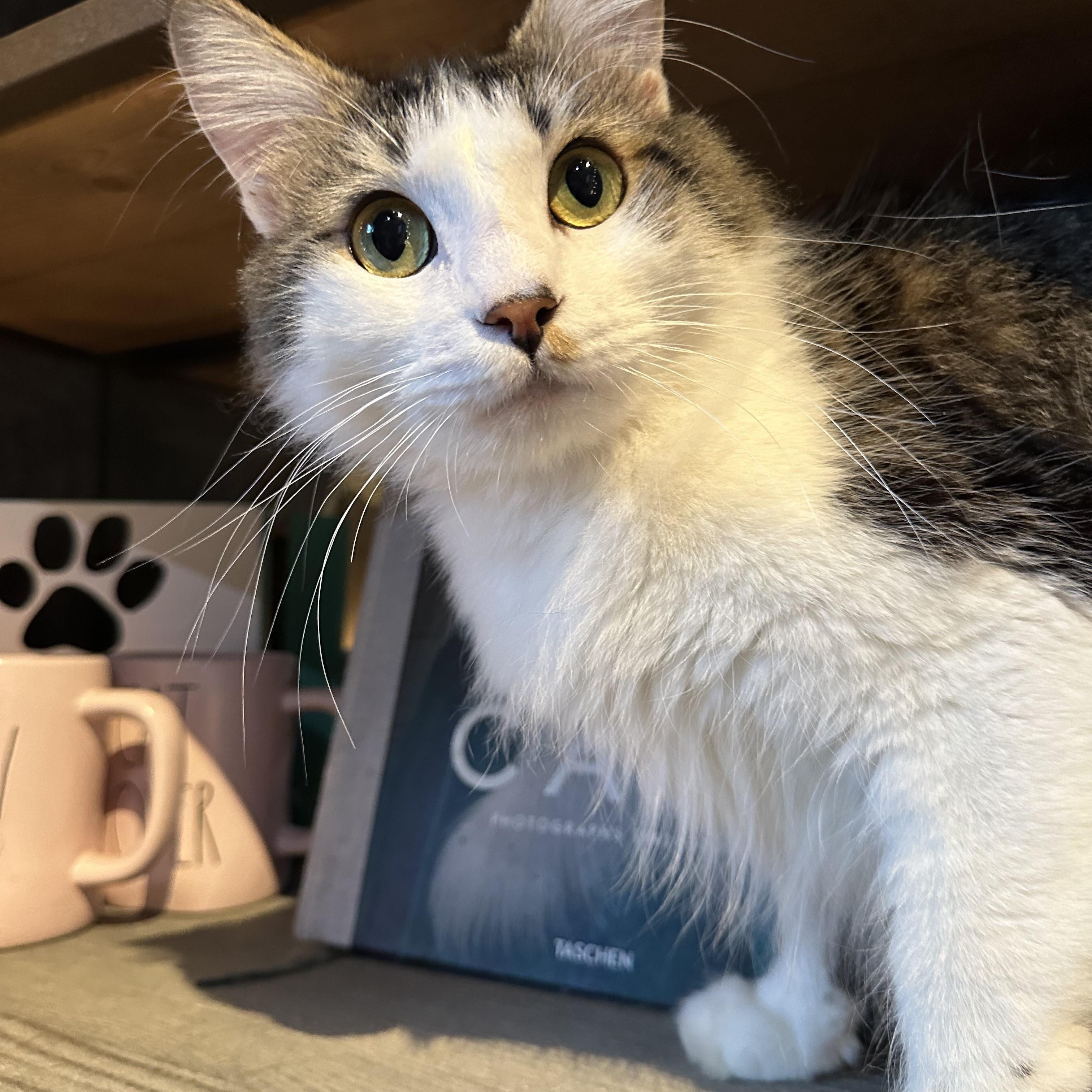 Yani, an adopted Domestic Long Hair in Pomona, CA image 5/6